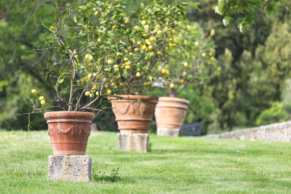 Agriturismo Villa Buoninsegna Rapolano Terme Exterior foto
